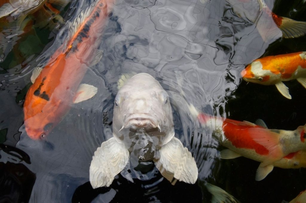 Two Fish Aquaponics Farm & Restaurant — Port St Lucie