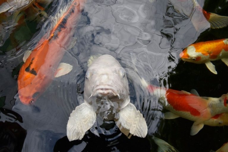 Two Fish Aquaponics Farm & Restaurant — Port St Lucie
