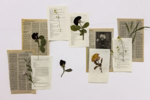 Katharine Furish Herbarium at the University of Oregon — Eugene