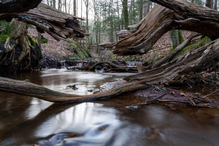 Crystal Brook Preserve — Brookhaven