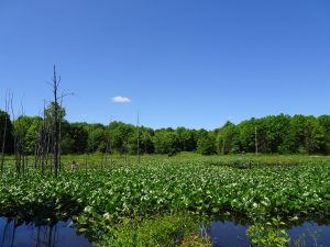 Dorrs Pond Conservation Area — Manchester