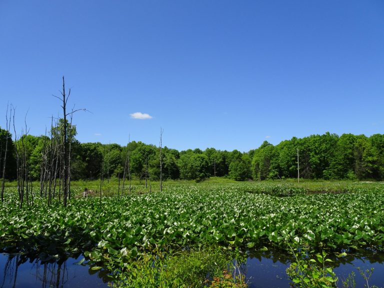 Dorrs Pond Conservation Area — Manchester