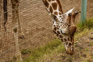 Kendrick Park Zoo — Sheridan