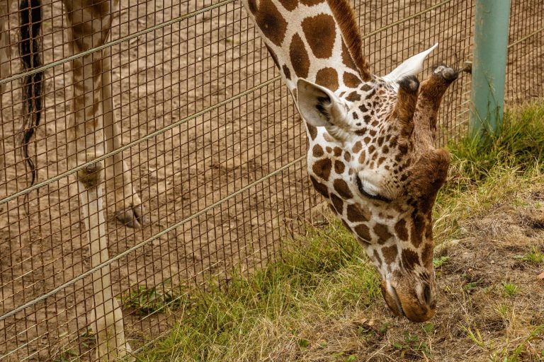 Kendrick Park Zoo — Sheridan