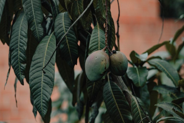 The Mango Tree Restaurant — Rockford