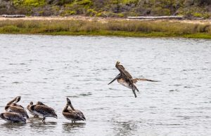 Pelican Inn at Pawleys Island — Georgetown