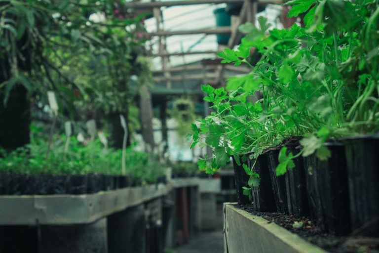 GreenHouse Craft Kitchen — Greenville
