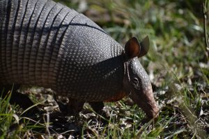 Dead Armadillo Craft Brewing — Tulsa