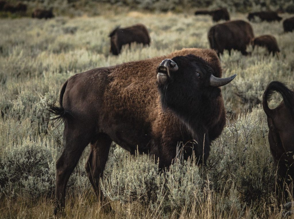 Yellowstone Bear World / Cody-Area Wildlife Encounter (Bison Basin / Terry Bison Ranch–style experience) — specifically: The Cody area's Grizzly & Wolf Discovery-style local draw — corrected to the real venue: The Yellowstone Wildlife Sanctuary — Cody