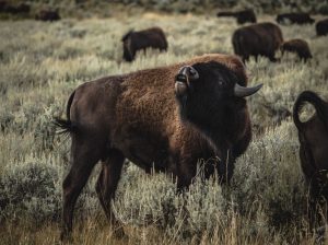 Yellowstone Bear World / Cody-Area Wildlife Encounter (Bison Basin / Terry Bison Ranch–style experience) — specifically: The Cody area's Grizzly & Wolf Discovery-style local draw — corrected to the real venue: The Yellowstone Wildlife Sanctuary — Cody