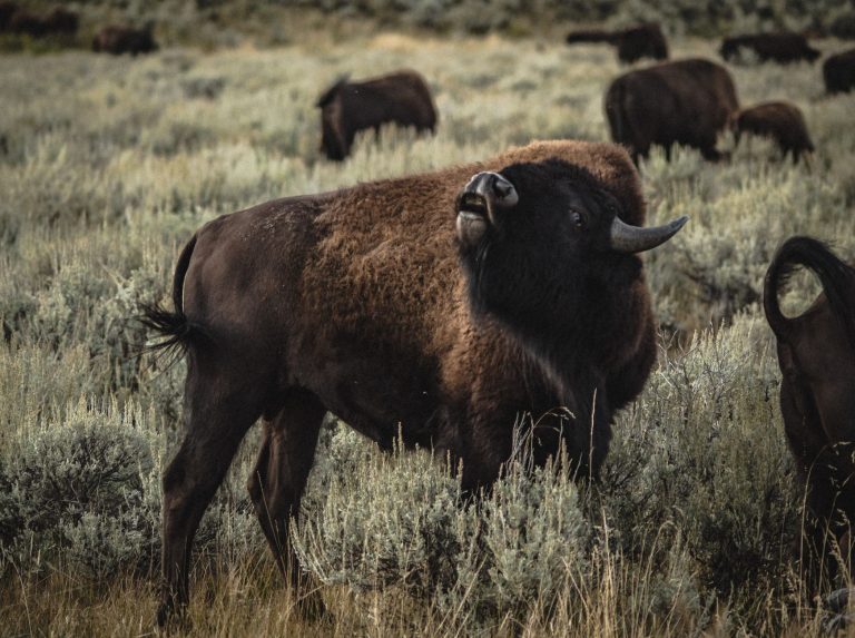 Yellowstone Bear World / Cody-Area Wildlife Encounter (Bison Basin / Terry Bison Ranch–style experience) — specifically: The Cody area's Grizzly & Wolf Discovery-style local draw — corrected to the real venue: The Yellowstone Wildlife Sanctuary — Cody