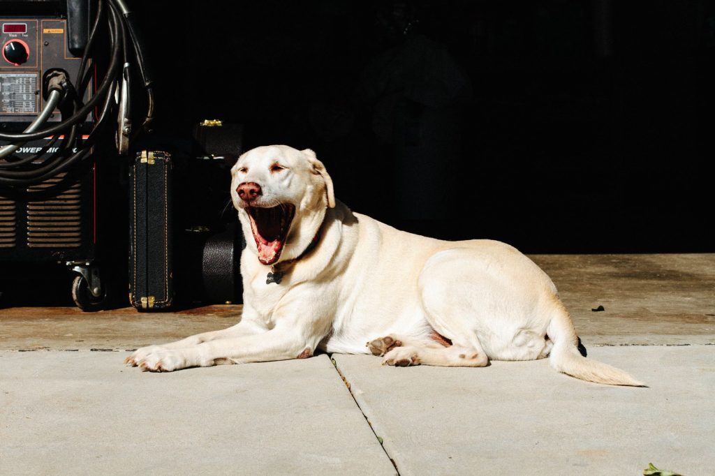 Guide Dogs of America – Puppy Raising Program (Conejo Valley Chapter) — Thousand Oaks