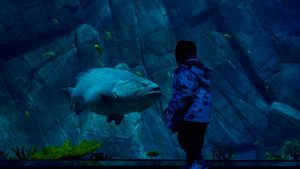 Teal's Aquarium & Interactive Ocean Experience (Sea Life Aquarium at the Promenade at Chenal area) — for Springdale context: the OzAquatics Discovery Center — Springdale