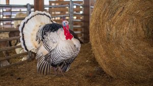 Thanksgiving Point Farm Country — West Jordon