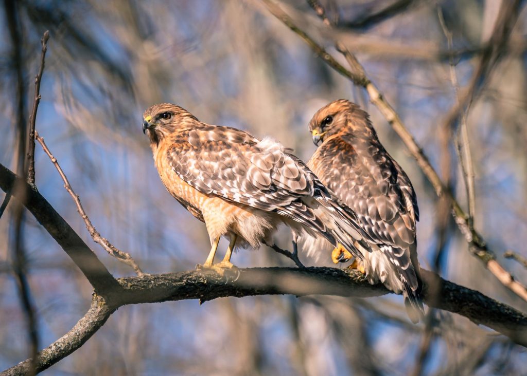 Chestnut Ridge Hawk Watch — Uniontown