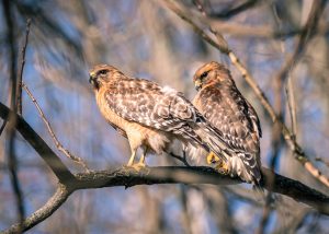 Chestnut Ridge Hawk Watch — Uniontown