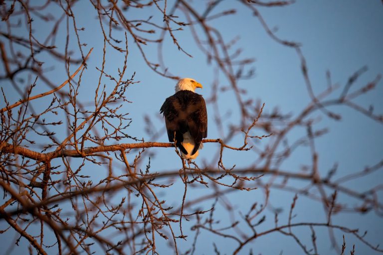 The Raptor Center at the University of Minnesota — Minneapolis