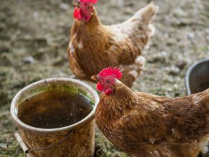 Hen Sen Herbs — Renton