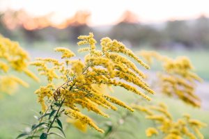 Goldenrod Goods — Lexington
