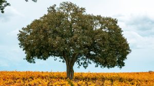 Los Robles Greens Theatre — Thousand Oaks