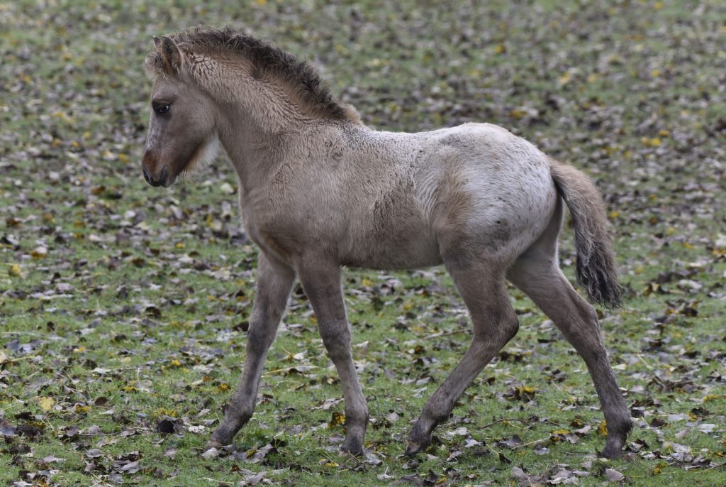 Eggington's — Casper