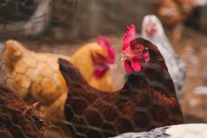 Price's Chicken Coop — Durham