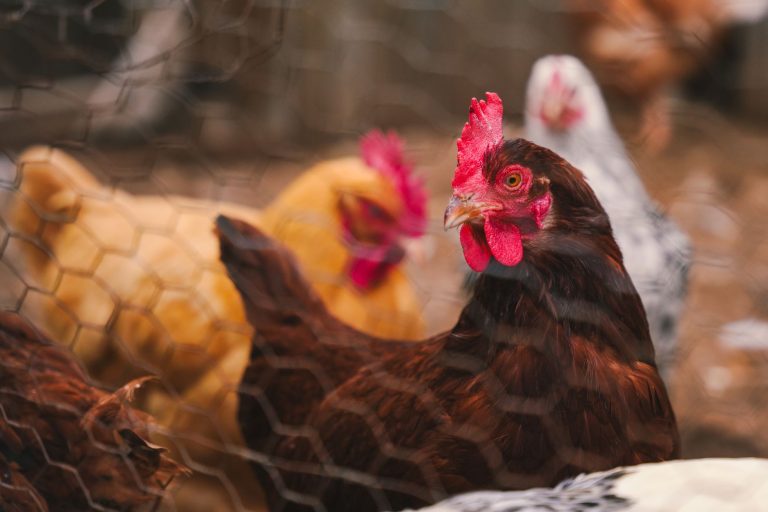 Price's Chicken Coop — Durham