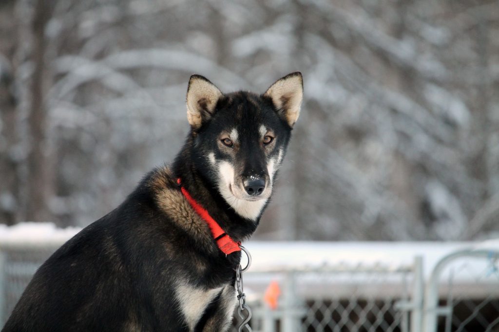 Mushing Capital Discovery Center at the Iditarod Trail Committee – actually: Jeff Schultz's Alaska Stock & Gallery – actually: David Green Master Furrier – actually: Point Woronzof Park – actually: Anchorage's Delaney Park Strip (The Park Strip) — Anchorage