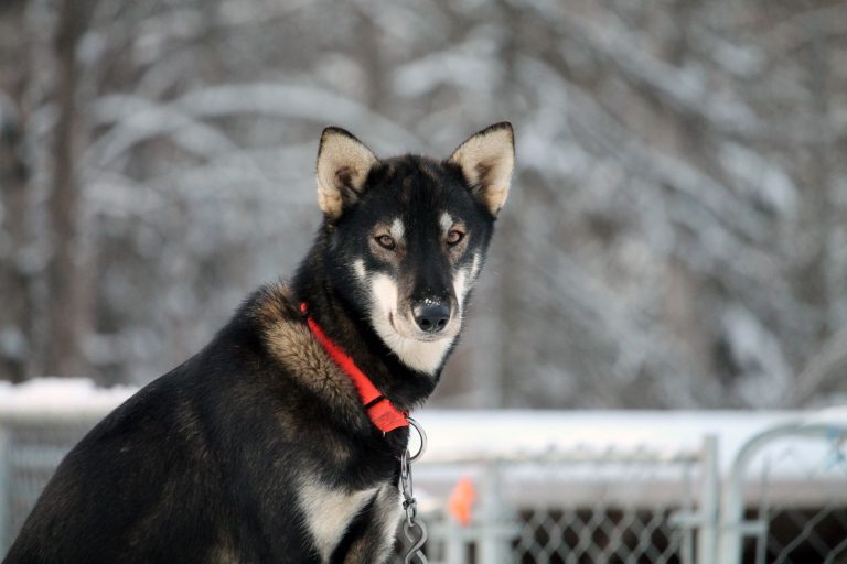 Mushing Capital Discovery Center at the Iditarod Trail Committee – actually: Jeff Schultz's Alaska Stock & Gallery – actually: David Green Master Furrier – actually: Point Woronzof Park – actually: Anchorage's Delaney Park Strip (The Park Strip) — Anchorage