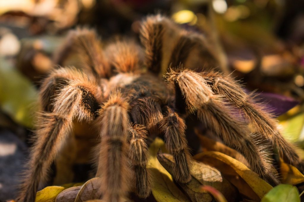 Wildwood Regional Park – Tarantula Walks — Thousand Oaks