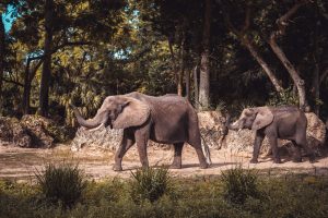 Jungle Adventures Nature Animal Park — Orlando