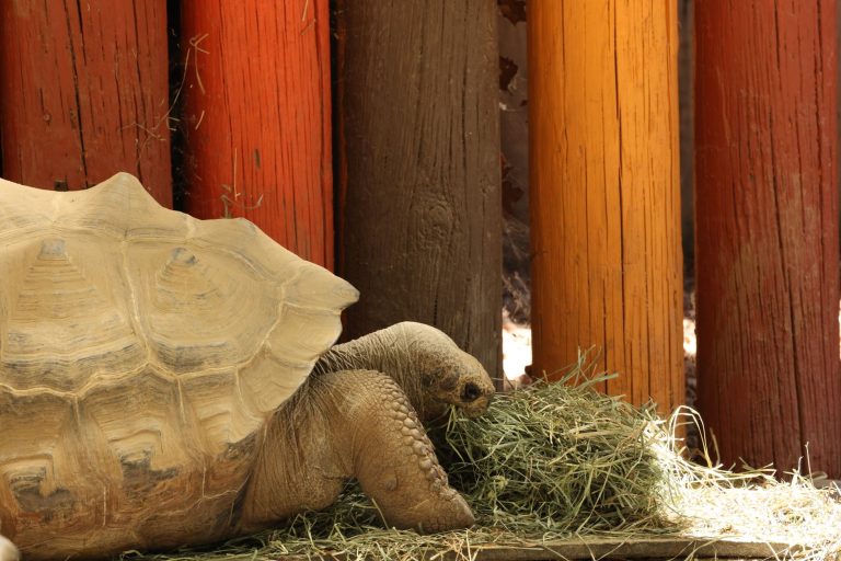 Granbury Zoo — Granbury