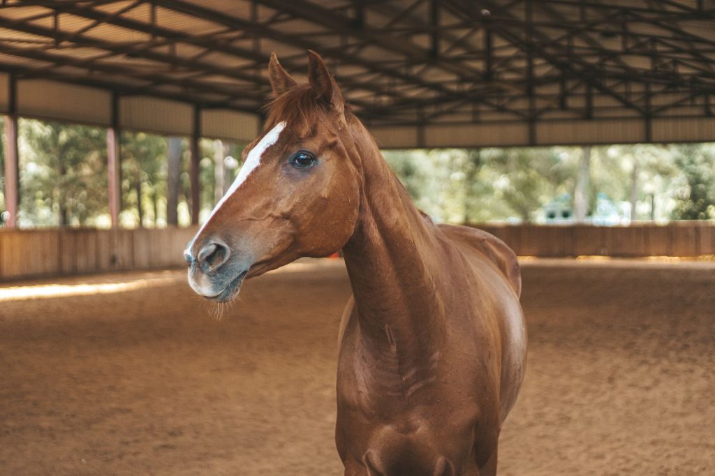Roadrunner Stables (Red River Horseback Riding) — Red River