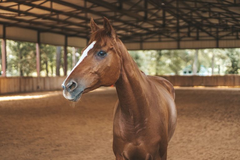 Roadrunner Stables (Red River Horseback Riding) — Red River