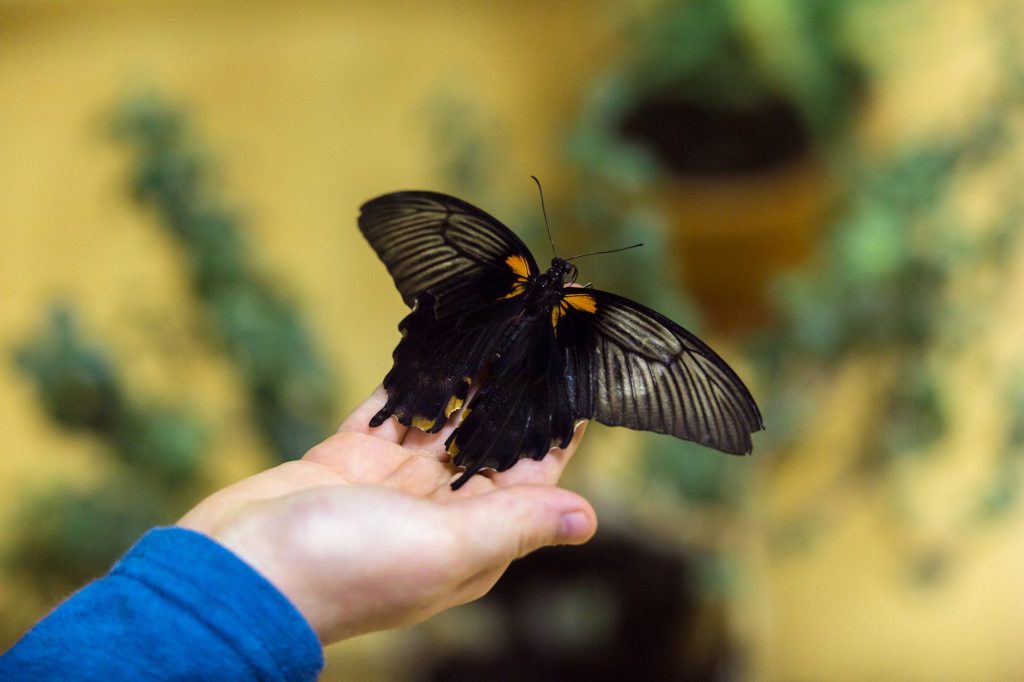 Missoula Butterfly House & Insectarium — Missoula