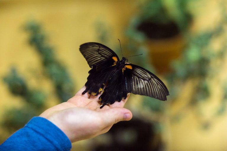 Missoula Butterfly House & Insectarium — Missoula