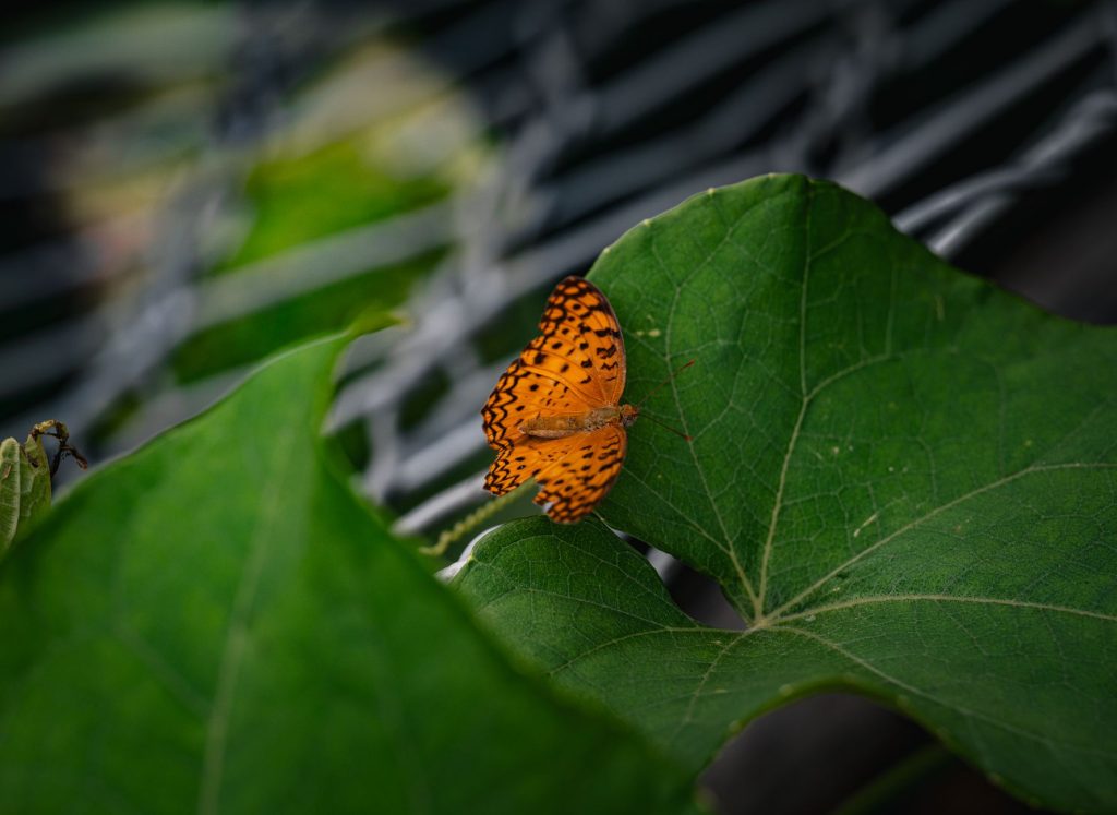 Butterfly Biosphere at Thanksgiving Point — West Jordon