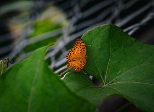 Butterfly Biosphere at Thanksgiving Point — West Jordon