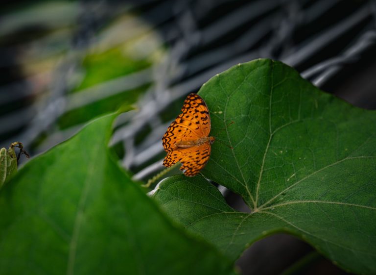 Butterfly Biosphere at Thanksgiving Point — West Jordon
