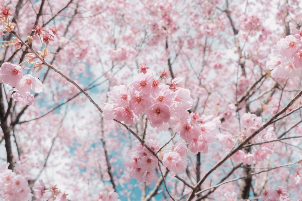 Sakura Japanese Restaurant — Overland Park