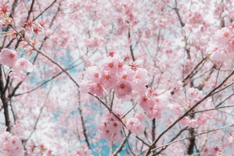 Sakura Japanese Restaurant — Overland Park