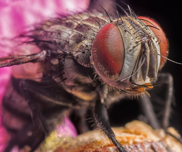 Ugly Bug Fly Shop — Casper