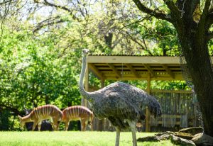 Perot Park Zoo (Texarkana Zoo at Spring Lake Park) — Texarkana