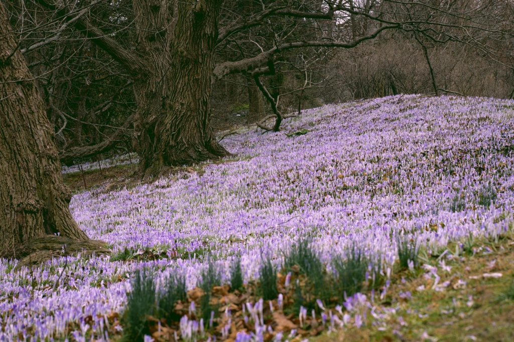 Garvan Woodland Gardens at Hot Springs (with note: for city-specific, Rebsamen Park Wildflower Meadow) — Little Rock