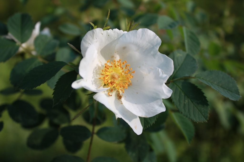 Sweetbriar Nature Center — Brookhaven