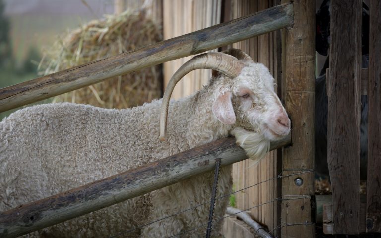 Rustic Goat — Anchorage