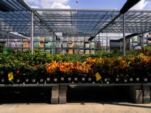 Peckerwood Garden — Houston