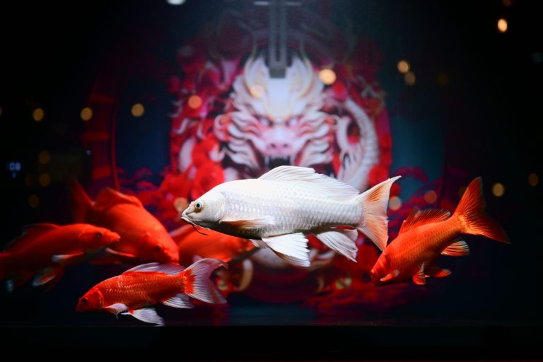 Koi Fusion Meridian — Meridian