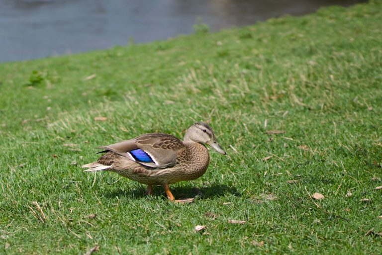 Terrace Park & Covell Lake — Sioux Falls