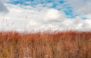 Stillwater Prairie Reserve — Dayton